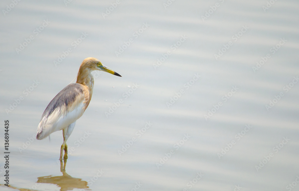 A Bird has standing in the river. A Bird has standing in the river.
