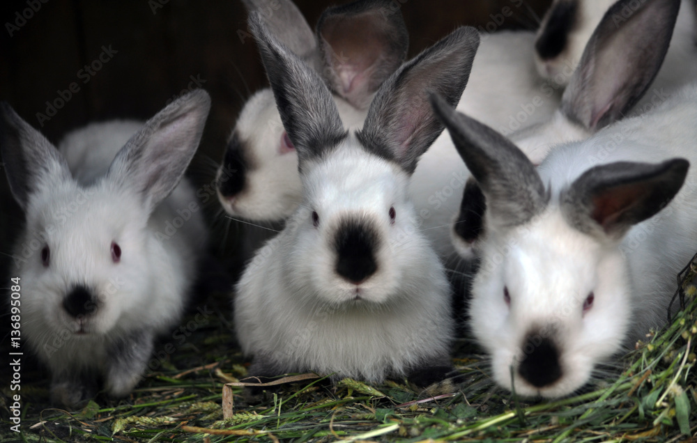 A herd of young rabbits breed California StockFoto Adobe Stock