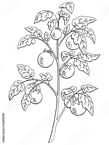 Tomato graphic bush black white isolated sketch illustration vector