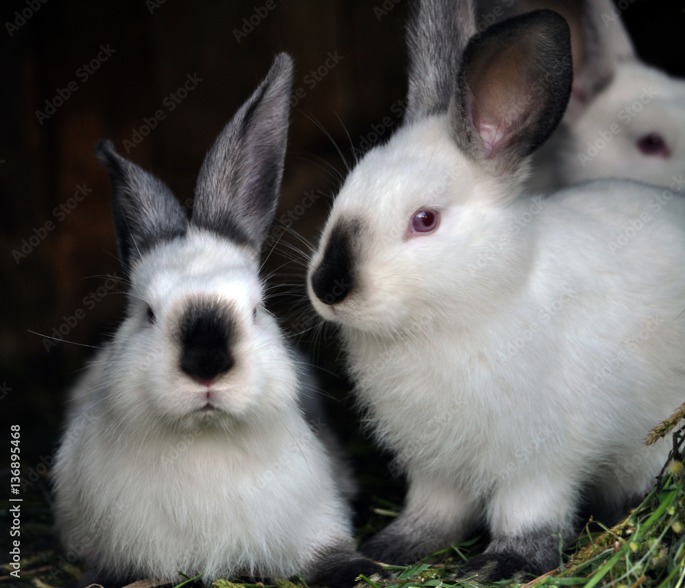 A herd of young rabbits breed California A herd of young rabbits breed California