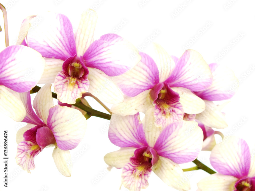 Obraz premium pink orchid flower bud isolated on white background