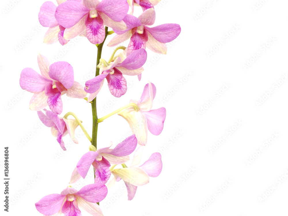 Fototapeta premium pink orchid flower bud isolated on white background