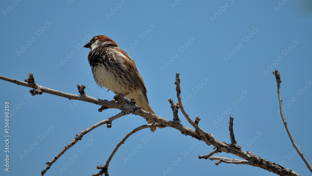 Vogel auf Ast Vogel auf Ast