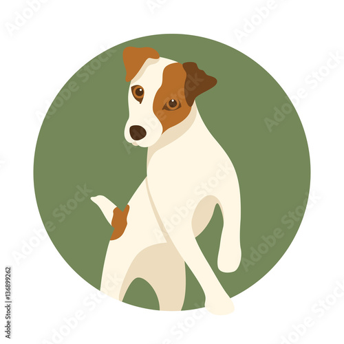 Jack Russell dog vector illustration style Flat