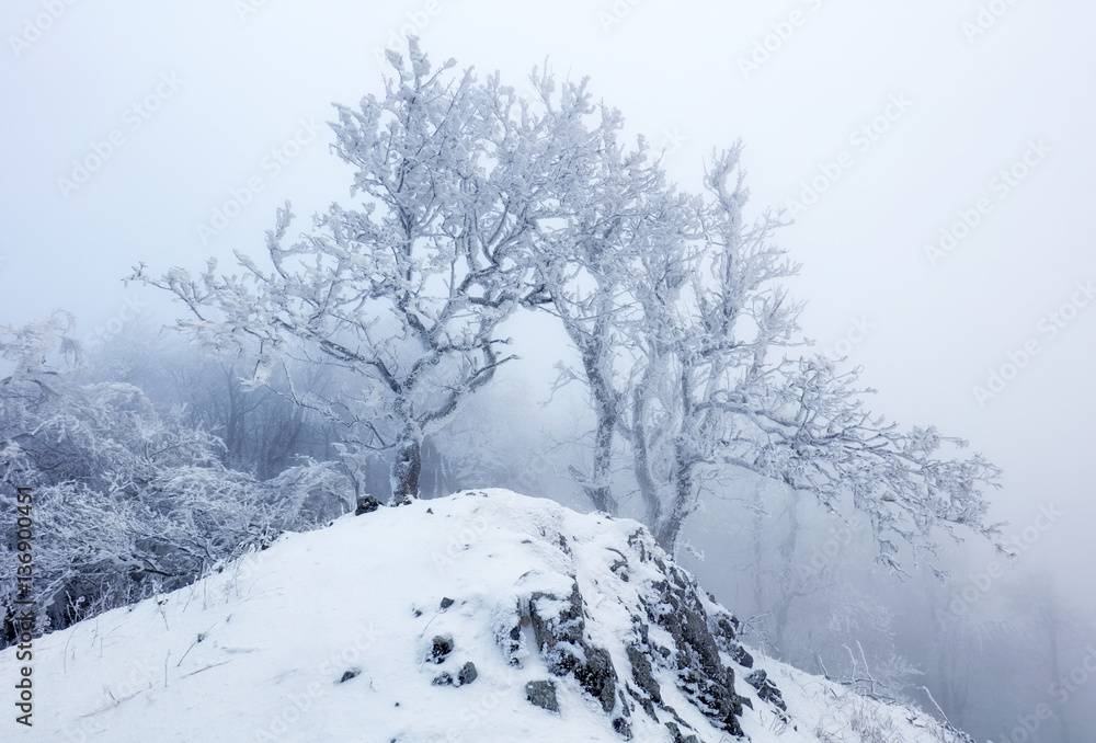 Forest in winter with fog and snow landscape Forest in winter with fog and snow landscape