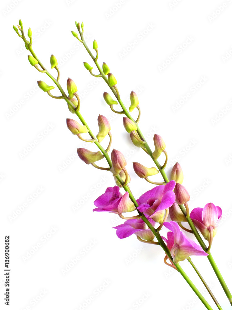 Naklejka premium beautiful pink orchid flower bud isolated on white background