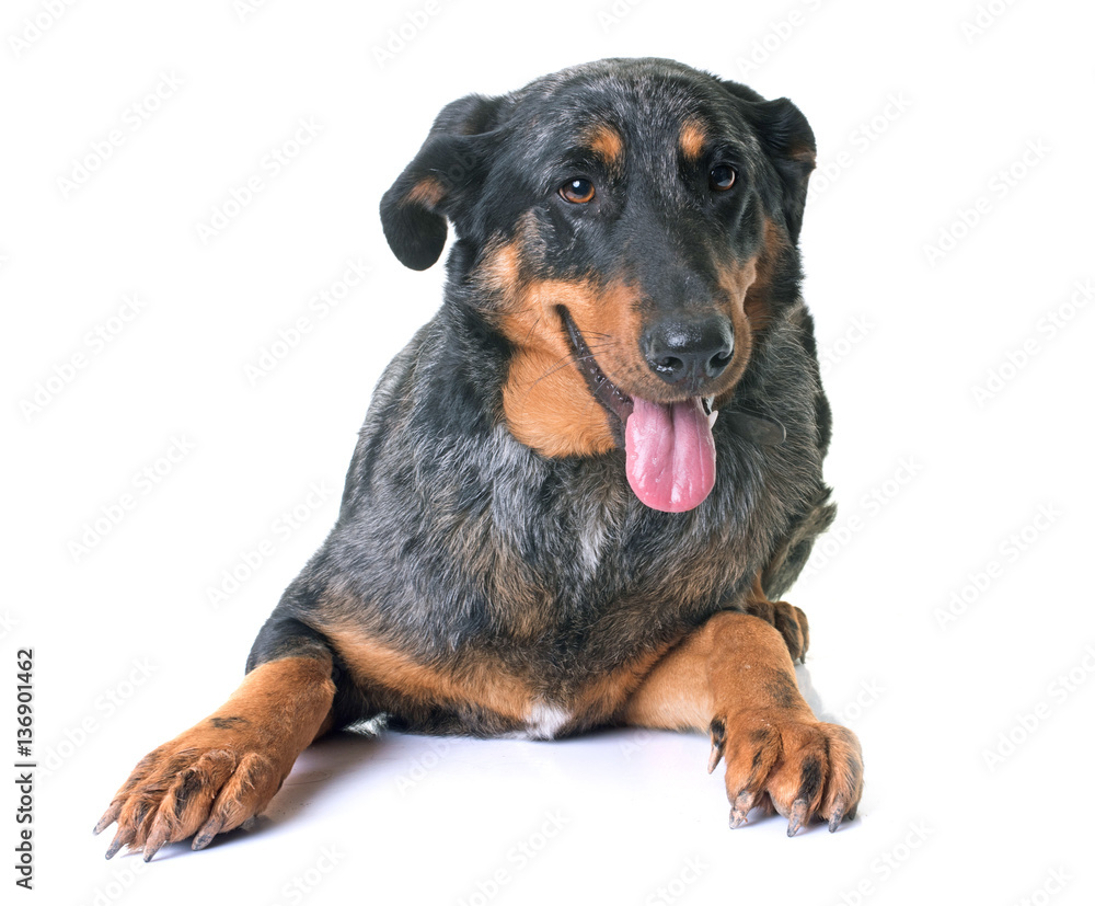 beauceron dog in studio