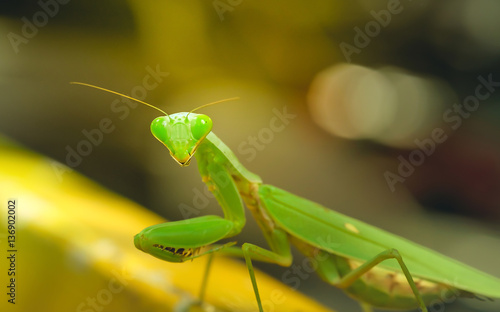 Grasshopper species Hierodula patellifera on a green background