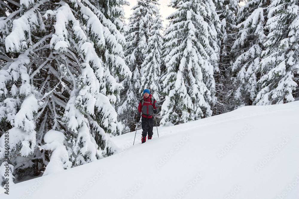 Man traveler goes in snowshoes among snow covered fir trees