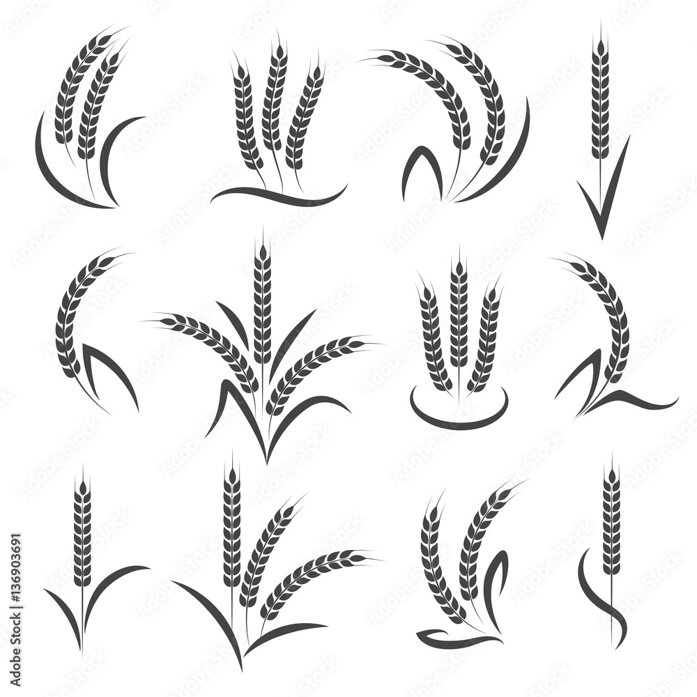 Wheat or barley ears branch isolated on white background. Seeds and grains harvest symbols for logo design. Vector illustration Wheat or barley ears branch isolated on white background. Seeds and grains harvest symbols for logo design. Vector illustration