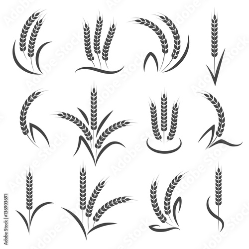 Wheat or barley ears branch isolated on white background. Seeds and grains harvest symbols for logo design. Vector illustration