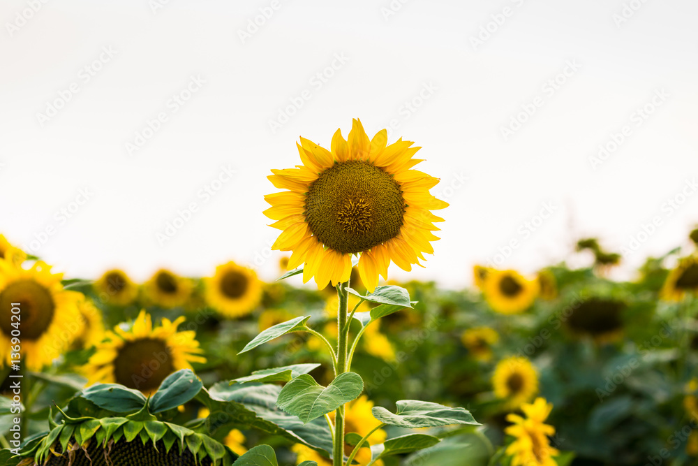 Sunflower field,field of blooming sunflowers on a background sunset,summer landscape,Bright yellow sunflowers and sun,Close up of sunflower against a field Sunflower field,field of blooming sunflowers on a background sunset,summer landscape,Bright yellow sunflowers and sun,Close up of sunflower against a field