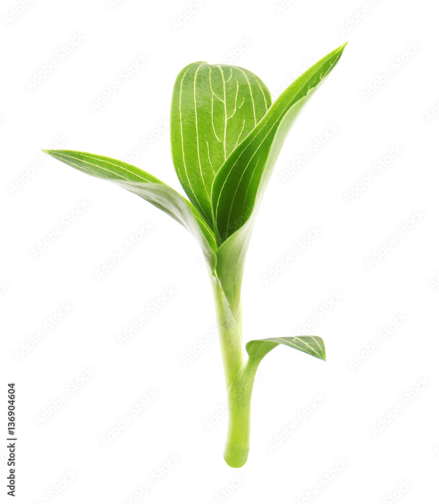 Green plant isolated on white Green plant isolated on white