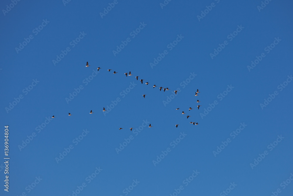 Migratory birds near Rocky Mountain National Park in winter, USA