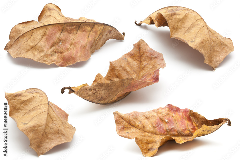 Collection of dry leaf closeup isolated