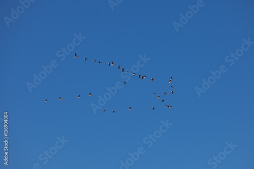 Migratory birds near Rocky Mountain National Park in winter, USA