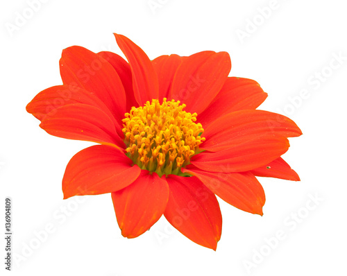 Orange flowers with green