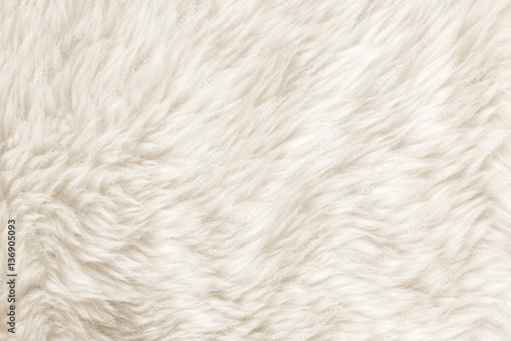 Fur Texture./Fur Texture Fur Texture./Fur Texture