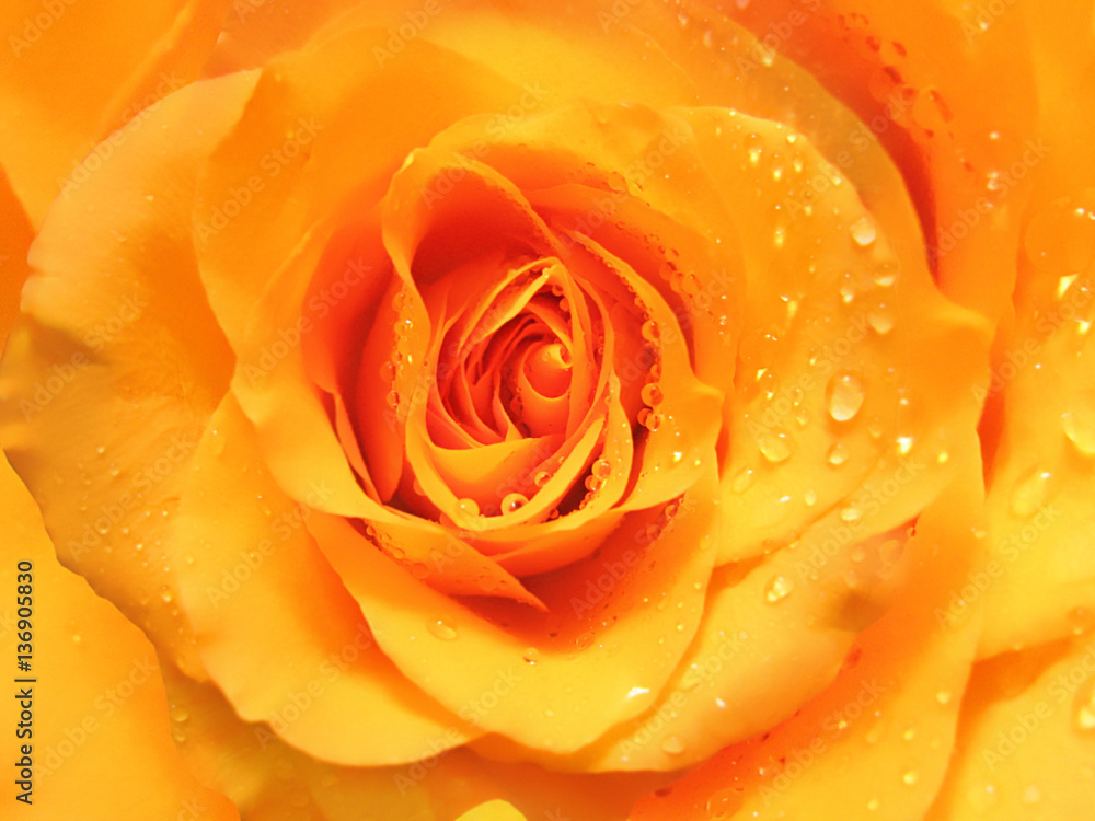 Yellow rose with water drops Yellow rose with water drops