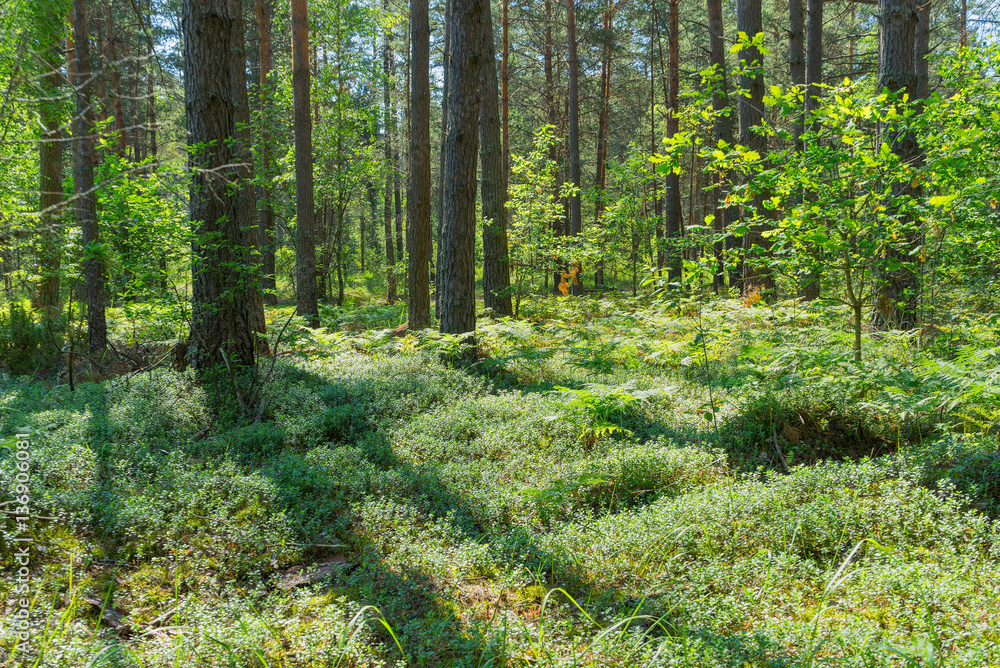Bilberry growth in sunny forest with long shadows in back lit
Bilberry growth in sunny forest with long shadows in back lit