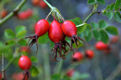 At a branch red rose hips