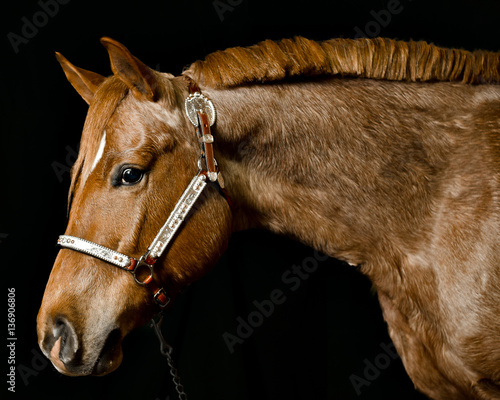 Vászonkép Closeup of a brown horse with bridle