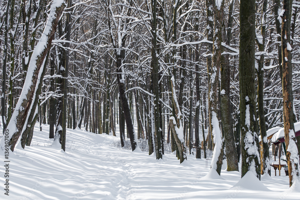 Fototapeta premium beautiful winter forest