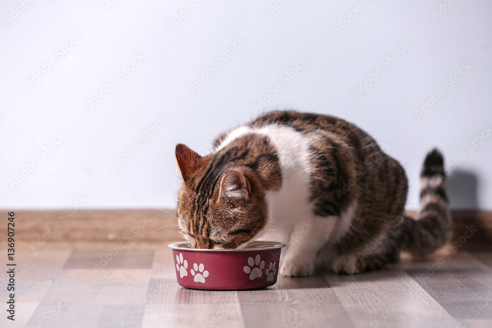 Naklejka premium Cute funny cat eating at home