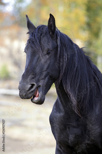 Portrait of Frisian Stallion laughing