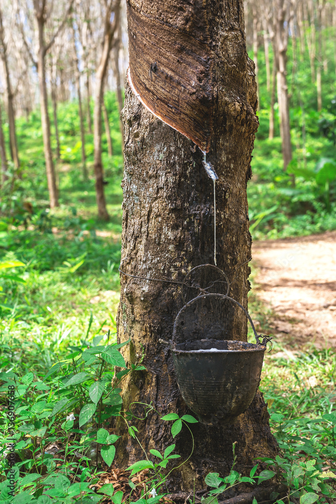 Rubber plantation in the morning, Krabi Province, Thailand Rubber plantation in the morning, Krabi Province, Thailand