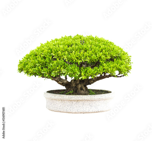 Green tree in potted