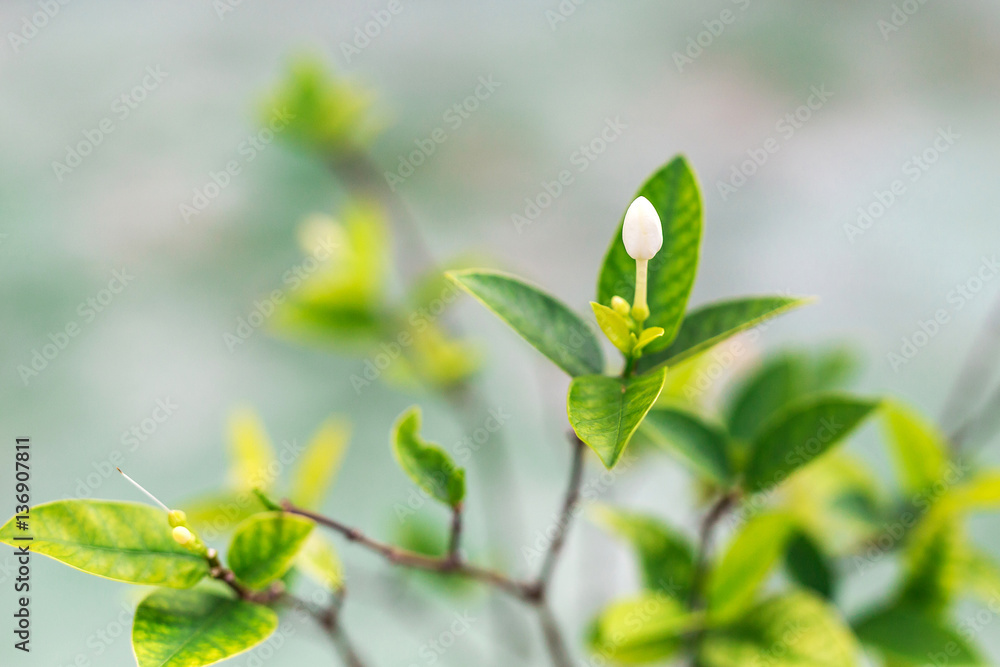 White tropical flowers. Nature Background. Selective focus