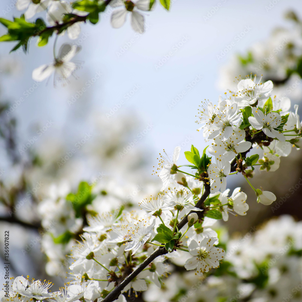 Flowering branches of cherry in the spring Flowering branches of cherry in the spring