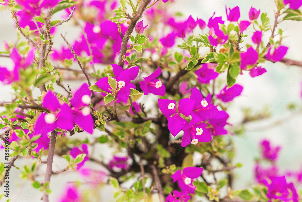 Red tropical flowers. Nature Background. Selective focus Red tropical flowers. Nature Background. Selective focus