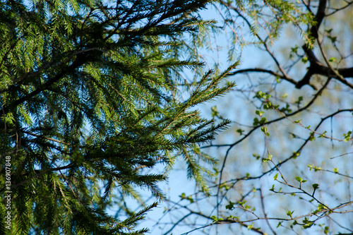 Branches with young leaves and fir branches on blue sky backgrou