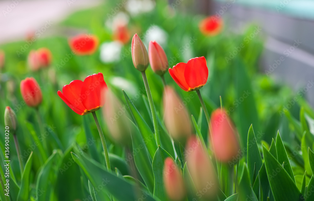 Fototapeta premium Beautiful Red tulips on a sunny day