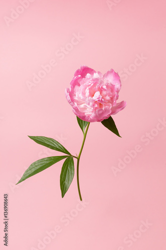peony in the hand