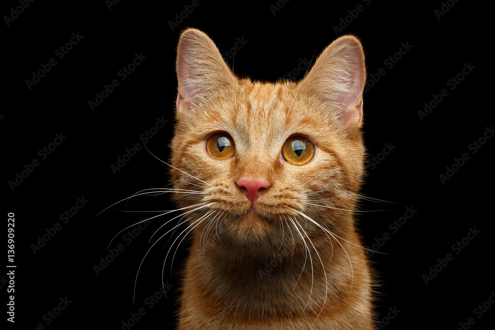 Close-up Portrait of Ginger cat face with interest looking in camera on Isolated Black background, front view