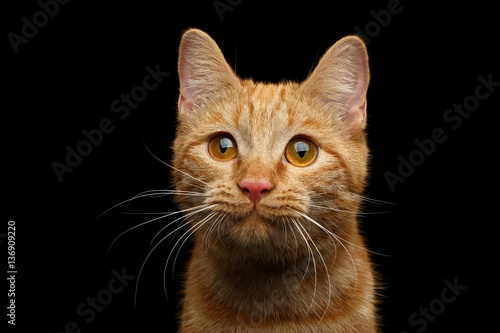 Fototapeta Close-up Portrait of Ginger cat face with interest looking in camera on Isolated