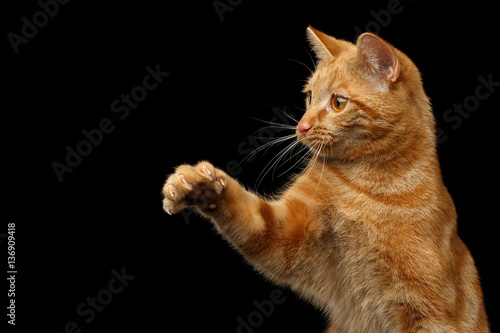 Fototapeta Naklejka Na Ścianę i Meble -  Portrait of Ginger Hunter cat with stretched paw on Isolated Black background, front view