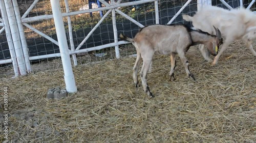 Sheep and arable farm
  photo