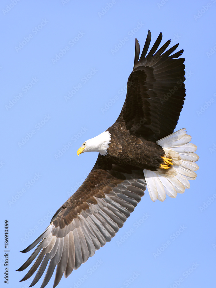 Bald eagle in flight, close up, against blue sky Bald eagle in flight, close up, against blue sky