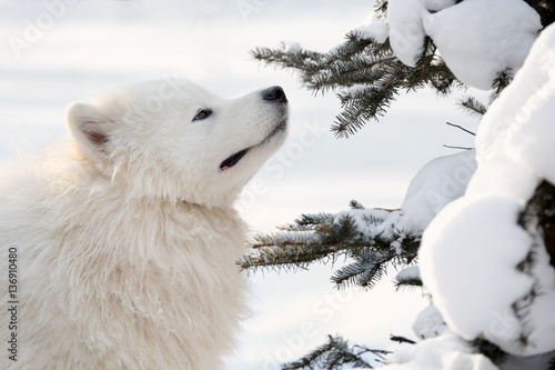 Cute samoyed dog in park on winter day