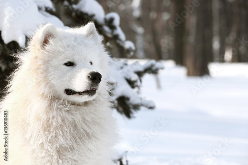 Cute samoyed dog in park on winter day