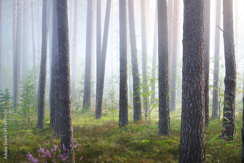 Fototapeta Naklejka Na Ścianę i Meble -  Foggy sunrise in the beautiful deciduous forest in Latvia.