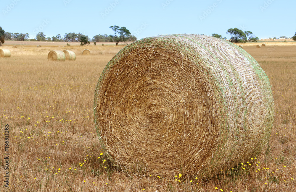 Freshly rolled hay Victoria Australia