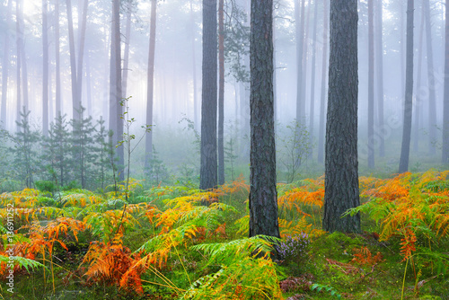 Fototapeta Naklejka Na Ścianę i Meble -  Foggy sunrise in the beautiful deciduous forest in Latvia.