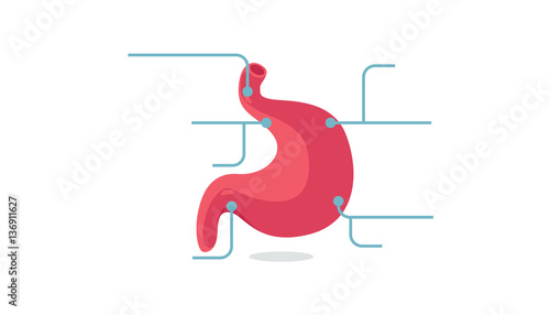 stomach vector illustration
