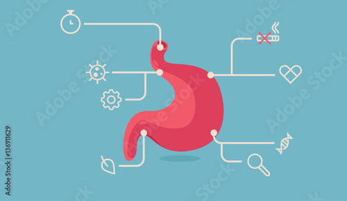 stomach vector illustration