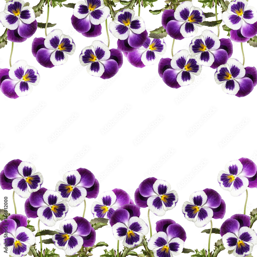 Beautiful floral background of purple pansies 